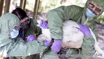 Vogelgrippe breitet sich aus: Diese Regionen sind betroffen