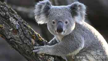 Koala-Kuscheln gehört in Brisbane der Vergangenheit an – so tappen Sie im Urlaub nicht in die Tierschutz-Falle