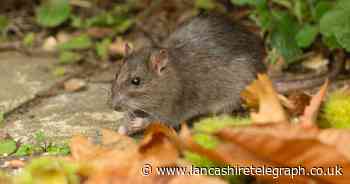What plants do rats hate? Keep rodents away with these