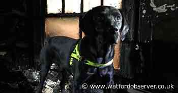 Hertfordshire Fire Service shares pet fire safety tips