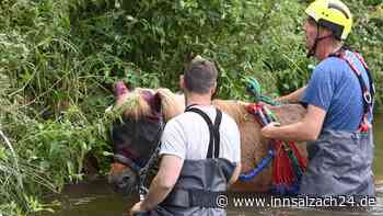 Joschi auf Tour: Isländer wird nach Ausflug auf eigene Faust bei München aus Bachlauf gerettet