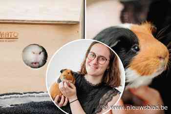 Schattige cadeautjes die later ‘gedumpt’ worden: “In mijn asiel wil ik achtergelaten cavia’s een nieuwe thuis geven”
