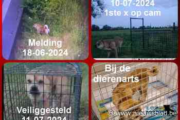 Straf: gewonde hond die op E313 werd aangereden na drie weken dolen in Vierselse weiden gevangen: “Koeien namen Lucky in bescherming”