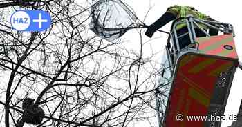Känguru, Wildschwein und Co. in Hannover: Sieben kuriose Tiermeldungen
