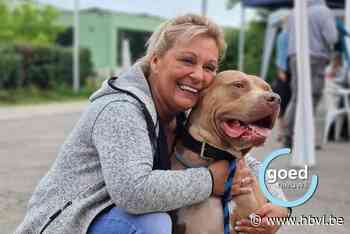 Franciscus Angels vzw trekt op wandel met tachtig honden voor het goede doel