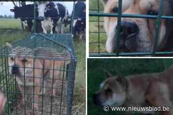 Opmerkelijk: koeien ontfermen zich over gewonde hond en duwen hem na drie weken dolen mee in vangkooi