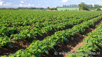 Frans aardappelareaal komt met monsterstijging