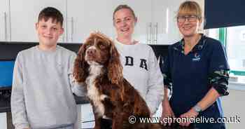 Northumberland vets' warning after giving cocker spaniel emergency treatment for adder bite