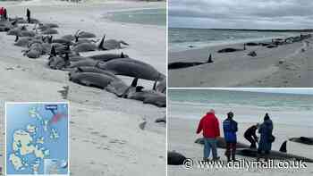 Unravelling the mystery of the 77 beached whales in Orkney: Experts reveal the devastating chain of events that could have sparked the biggest mass stranding in Britain for a century