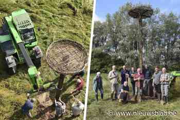 Nieuwe ooievaarspaal geplaatst aan grens met Ninove: “De natte vlaktes langs de Dender zijn ideaal”