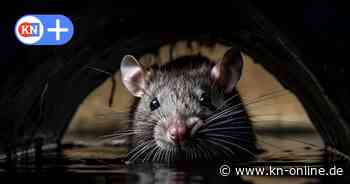 Zahl der Ratten im Kreis Plön wächst - Diese Maßnahmen sollen Problem bekämpfen