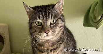 Tierheim Bamberg sucht Zuhause für "liebe und sehr verschmuste Katze" Karli