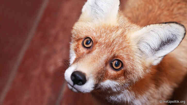 Privatsphäre: Firefox sammelt jetzt standardmäßig Daten für die Werbeindustrie