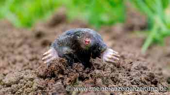Tun Sie dem Maulwurf lieber nichts – bis zu 65.000 Euro Bußgeld drohen