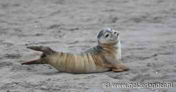 Jacht op zeehonden wordt straks misschien weer geopend: ‘Dit is een grof schandaal’
