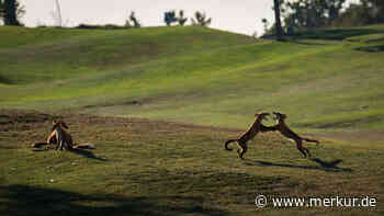 Suchbild: Wie viele Füchse haben sich auf diesem Foto versteckt?