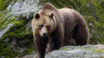 Roemenië gaat twee keer zoveel beren afschieten na dodelijke aanval