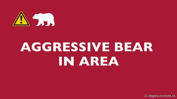 Aggressive bear in Canmore prompts warning