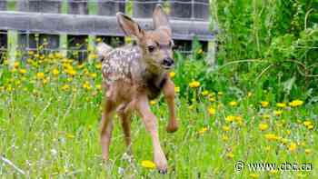 Some fawns were 'accidentally kidnapped' from the wild, says Alberta animal hospital