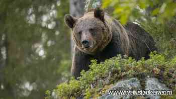 Roemenië gaat extra veel beren afschieten na dodelijke aanval op vrouw (19)