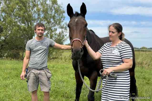 Crowdfunding voor familie die drie paarden verloor na blikseminslag haalt 12.000 euro op: “Er komt een nieuwe paardenstal”