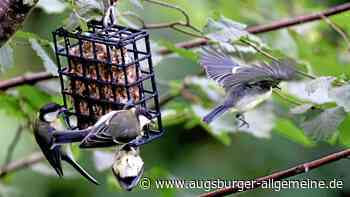 Kein Summen, kein Zwitschern: Warum der Vogelbestand in der Region schrumpft