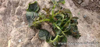 Vorst vernietigt duizenden hectares in Zuid-Afrika