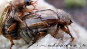 Junikäfer mit Verspätung: Ja, wo sind die anderen denn alle?