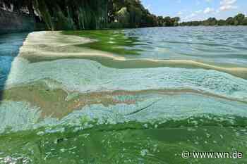 Blaualgen im Aasee – Gewässer wird überwacht