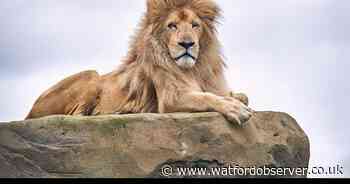 Goodbye Moto! Hertfordshire Zoo's king of the lions dies