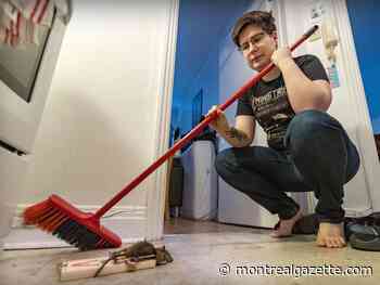 Rats in residence: Student seeks compensation for infestation in McGill apartment
