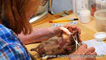 Igelhilfe Neusäß schlägt Alarm: Moderne Gartengeräte verletzen kleine Tiere schwer