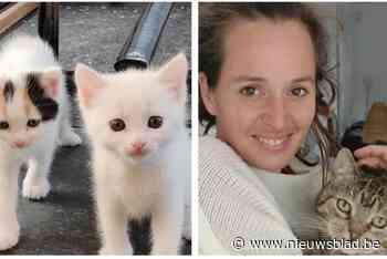 Het Kattenkabinet trekt aan alarmbel en voert opnamestop in: “Ten einde raad want al onze opvanggezinnen zijn volzet”