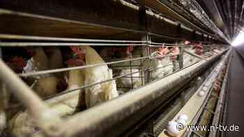 Neue Fälle in den USA: Farmarbeiter stecken sich mit Vogelgrippe an