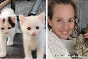 Kattenopvang trekt aan alarmbel en voert opnamestop in: “We zijn ten einde raad, al onze opvanggezinnen zijn volzet”