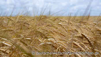 Krisenbedingte Weizenknappheit: Die Auswirkungen auf Ägypten und die Welt