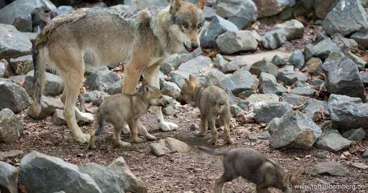 Bayerns umstrittene Wolfsverordnung vor dem Aus