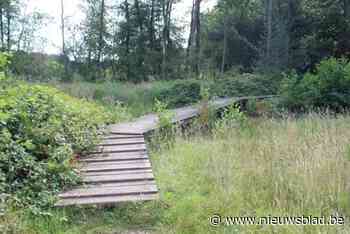 IJverige beverfamilie zet stukje natuurgebied al jaren blank: Teut krijgt nieuw brugje en vlonderpad