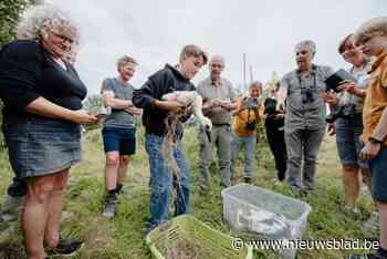 Ooievaars Athos, Aramis en Porthos krijgen ring: “Grote meersengebied langs de Dender is ideaal leefgebied”