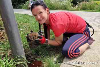 Igel-Notfall an der Weser: Sanitäterin hat Herz für Tiere
