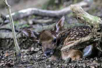 Kreis Herford appelliert: Wildtiere nicht einfach mitnehmen