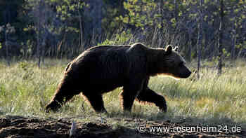 Tourist nördlich des Gardasees von wildem Bären attackiert und verletzt