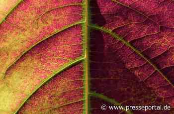 Neue Studie: Meereskiefernextrakt Pycnogenol reduziert Hautverfärbungen nach Behandlung von Besenreisern