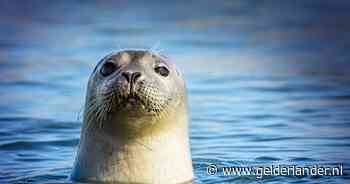 Ze eten 5 kilo vis en beschadigen materiaal van vissers: Europa zet deur open voor jacht op zeehonden