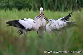 Die beiden Jungstörche im Enger Bruch sind flügge