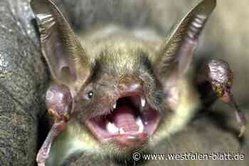 Seltene Fledermaus-Tollwut im Kreis Herford nachgewiesen