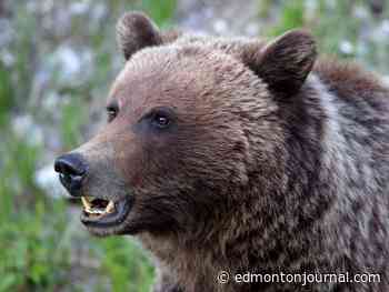 Opinion: Alberta’s grizzly bear management should be science-based