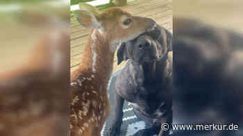 „Ich hab’s angeleckt! Meins“: Rehkitz und Hündin sind beste Freunde