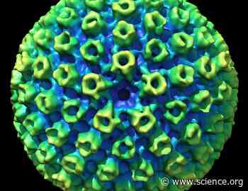 Kv1.3-induced hyperpolarization is required for efficient Kaposi’s sarcoma–associated herpesvirus lytic replication | Science Signaling