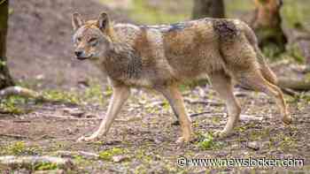 Advies natuurgebied Leusden te mijden na incident tussen kind en mogelijk wolf